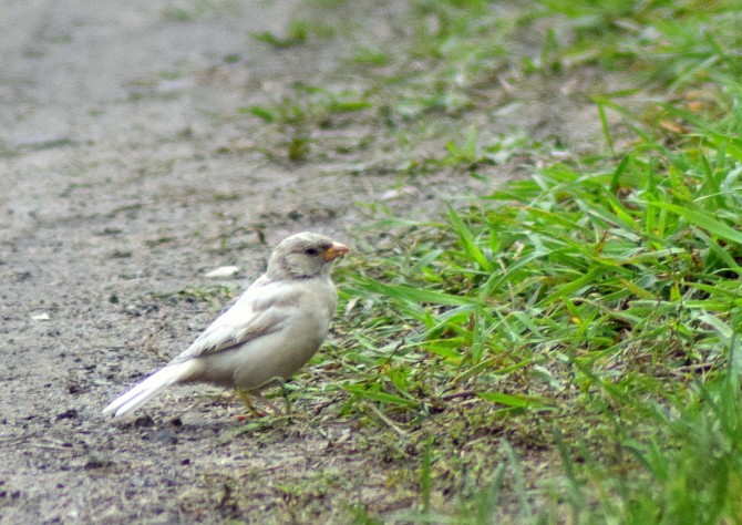 Wróbel domowy (Passer domesticus), biało ubarwiona samiczka na wiejskiej drodze w Licheniu