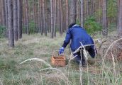 Jak zadbać o bezpieczeństwo w trakcie grzybobrania?